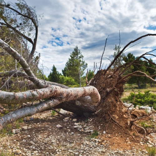 Tree Removal